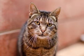 Galeria pod psem i kotem  (odc. 169) 