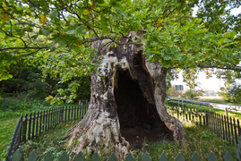 Miejsce, w którym odetchniesz (Do lasu z portElem, odc. 4)
