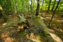 Miejsce, w którym odetchniesz (Do lasu z portElem, odc. 4)