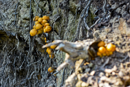 Miejsce, w którym odetchniesz (Do lasu z portElem, odc. 4)