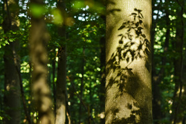 Miejsce, w którym odetchniesz (Do lasu z portElem, odc. 4)