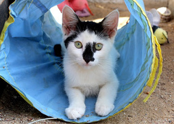 Galeria pod psem i kotem  (odc. 171) 