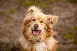 Galeria pod psem i kotem  (odc. 172) 