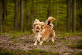 Galeria pod psem i kotem  (odc. 172) 