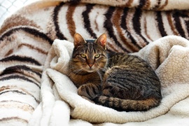 Galeria pod psem i kotem  (odc. 172) 