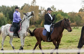 Konie, tradycja i pościg za lisem