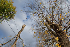 Konar spadł na trakcję. Tramwaje nie jeździły