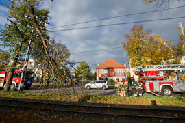 Konar spadł na trakcję. Tramwaje nie jeździły
