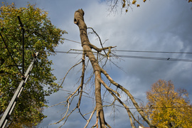 Konar spadł na trakcję. Tramwaje nie jeździły
