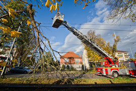 Konar spadł na trakcję. Tramwaje nie jeździły