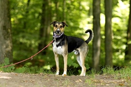 Galeria pod psem i kotem  (odc. 174) 