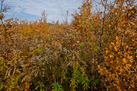 Las jak ogród (Do lasu z portElem, odc. 5)