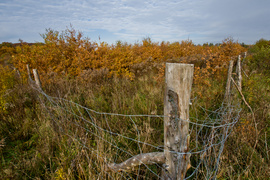 Las jak ogród (Do lasu z portElem, odc. 5)