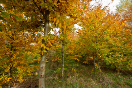 Las jak ogród (Do lasu z portElem, odc. 5)