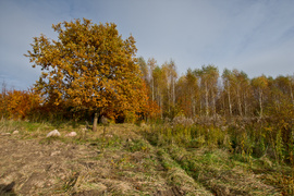 Las jak ogród (Do lasu z portElem, odc. 5)