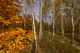 Las jak ogród (Do lasu z portElem, odc. 5)