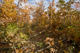 Las jak ogród (Do lasu z portElem, odc. 5)