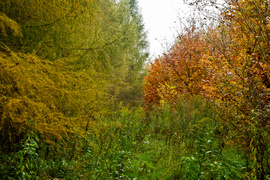 Las jak ogród (Do lasu z portElem, odc. 5)