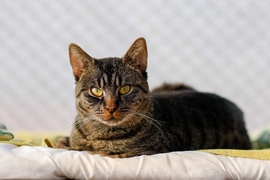 Galeria pod psem i kotem  (odc. 176) 