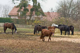 Fundacja Końskie Zdrowie z certyfikatem PZJ