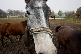 Fundacja Końskie Zdrowie z certyfikatem PZJ
