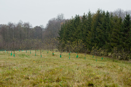 Dla leśnych roślin i zwierząt