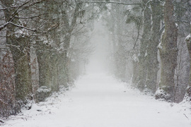 Co się stało ze świerkami? (Do lasu z portElem, odc. 6)