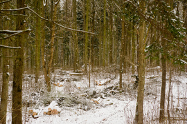 Co się stało ze świerkami? (Do lasu z portElem, odc. 6)