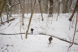 Co się stało ze świerkami? (Do lasu z portElem, odc. 6)