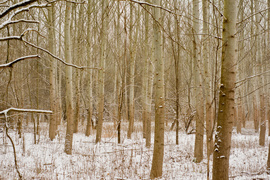 Co się stało ze świerkami? (Do lasu z portElem, odc. 6)