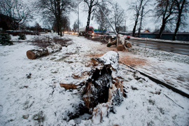 Drzewo spadło na dwie osoby. Wichura daje się we znaki