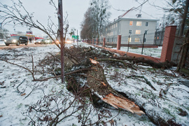 Drzewo spadło na dwie osoby. Wichura daje się we znaki