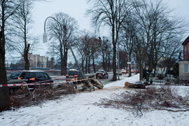 Drzewo spadło na dwie osoby. Wichura daje się we znaki