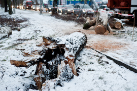 Drzewo spadło na dwie osoby. Wichura daje się we znaki