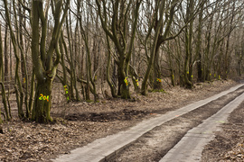 Masowe znakowanie drzew przy Wschodniej. Po co?