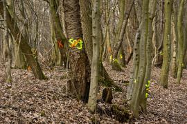 Masowe znakowanie drzew przy Wschodniej. Po co?