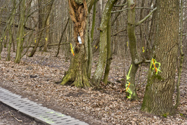 Masowe znakowanie drzew przy Wschodniej. Po co?