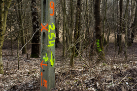 Masowe znakowanie drzew przy Wschodniej. Po co?