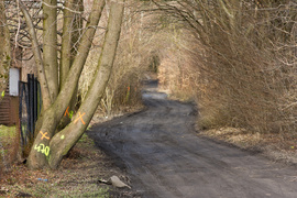Masowe znakowanie drzew przy Wschodniej. Po co?