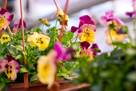 Otocz się pięknem kolorów i zapachów kwiatów