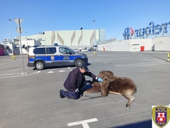 Łoś na parkingu w CH Ogrody