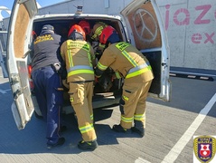 Łoś na parkingu w CH Ogrody