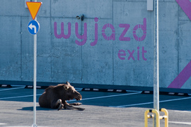 Łoś na parkingu w CH Ogrody