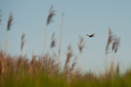 Zamiast spania okazja przyrody podziwiania