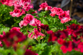 Jeszcze piękniejszy balkon i ogród