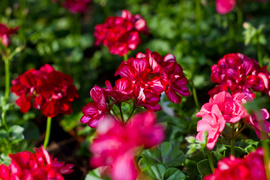 Jeszcze piękniejszy balkon i ogród