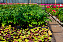 Jeszcze piękniejszy balkon i ogród