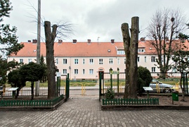 Drzewa umierają, stojąc (felieton)