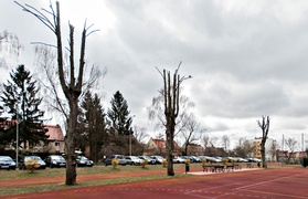 Drzewa umierają, stojąc (felieton)