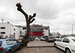 Drzewa umierają, stojąc (felieton)